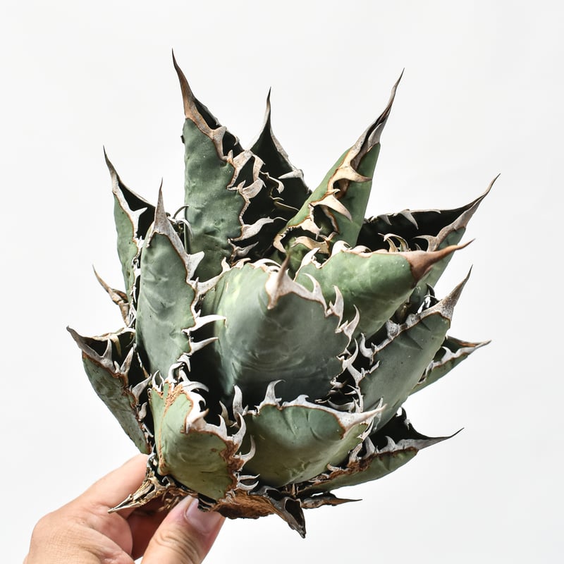 アガベ オテロイ 実生 seedliog Loop plants 大株 親株 アガベ オテロイ 実生 seedliog Loop plants 大株 親株