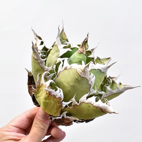 アガベ チタノタ "精品レッドキャットウィーズル" / 精品赤猫 , 精品紅猫  【台湾 dragon agave産/中株/抜き苗】F09 DG25010437(T)