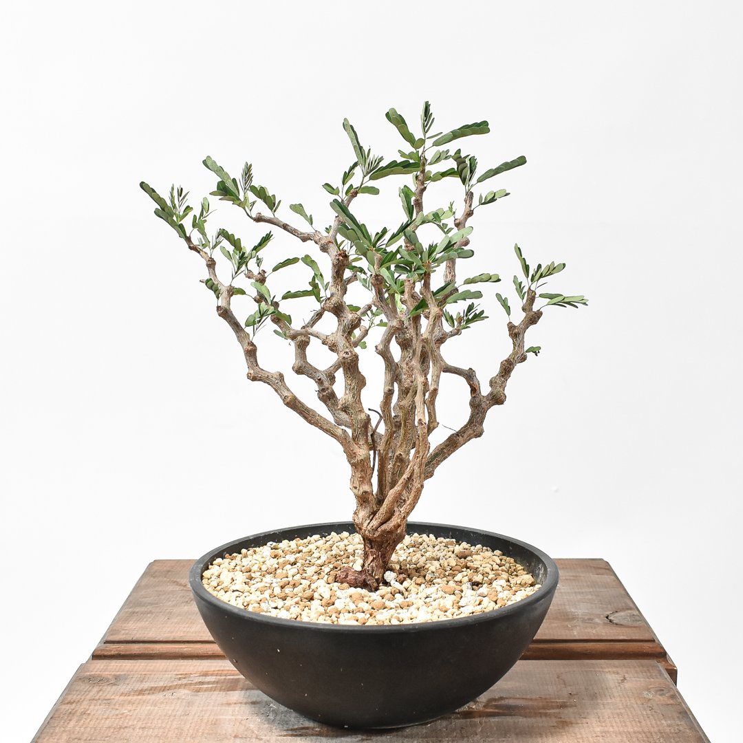 センナ　メリディオナリス　爆大　現地発根済み　1メートル近く センナ メリディオナリス 爆大 現地発根済み 1メートル近く センナ