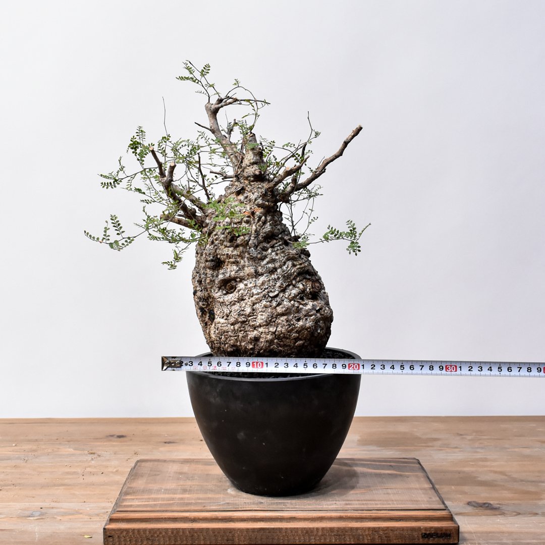 Y.HRD オペルクリカリア　パキプス オペルクリカリア パキプス RFHK25011494 | RAFLUM / ラフラム｜東京