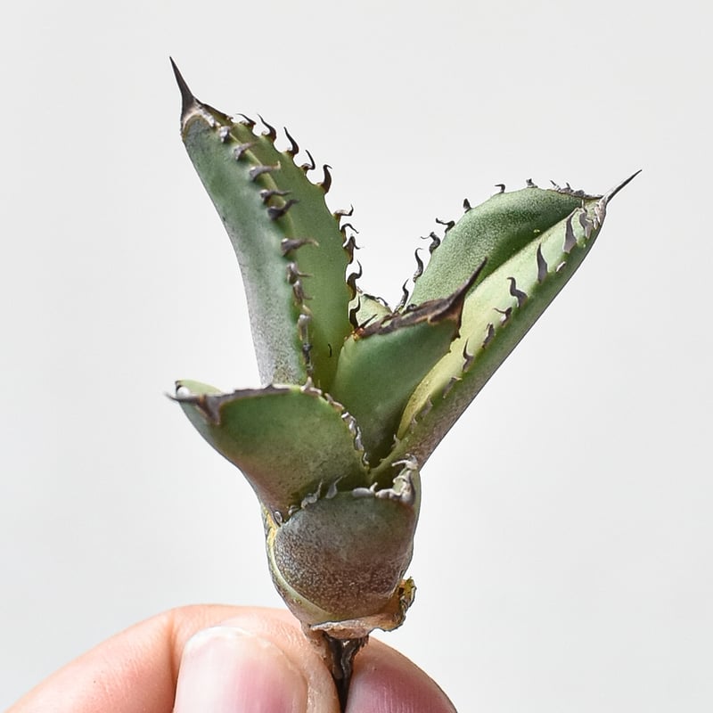 アガベ チタノタ DENNIS040 デニス040 