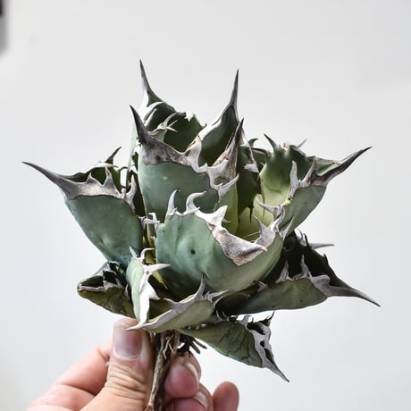 アガベ チタノタ  フェニックス "鳳凰"【台湾 dragon agave産/抜き苗販売/中株】DGC2409019