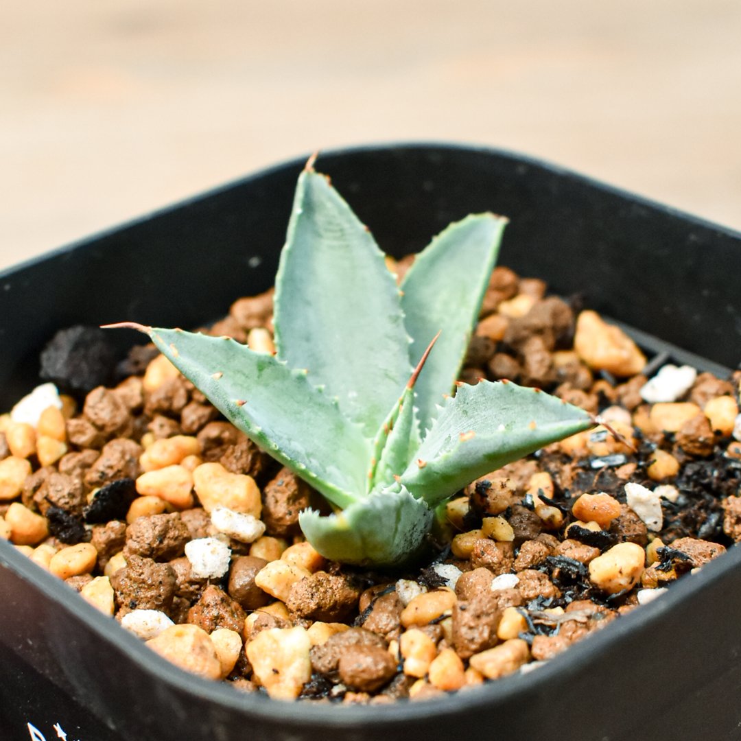 アガベ 特白肌怒雷神×血妖 子株 アガベ ハイブリット 