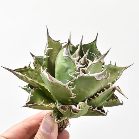 アガベ　チタノタ　魚刺　WH NURSERY アガベ チタノタ 魚刺 WH NURSERY アガベチタノタ魚刺 | STORES