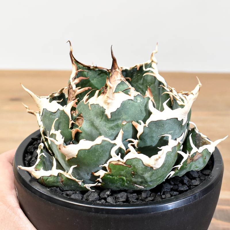 5CLAW】アガベ チタノタ “精品白鯨” 【台湾 dragon agave産/発根済み/中