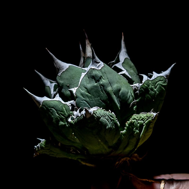 アガベ チタノタ ドワーフ “姫厳竜” （抜き苗販売）RF221146 | RAFLUM /