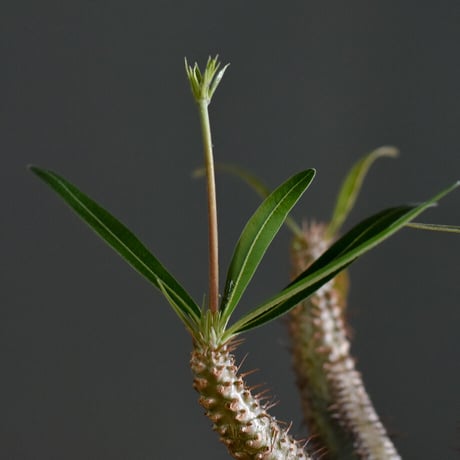 パキポディウム グラキリス 【イチ押し！パキポディウム系の人気者！厳選した良型株を是非！！】RF22161