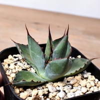 アガベ ハイブリット （パラサナ、イシスメンシス）× 曙光【台湾botanical_seeker産】H RF25011568