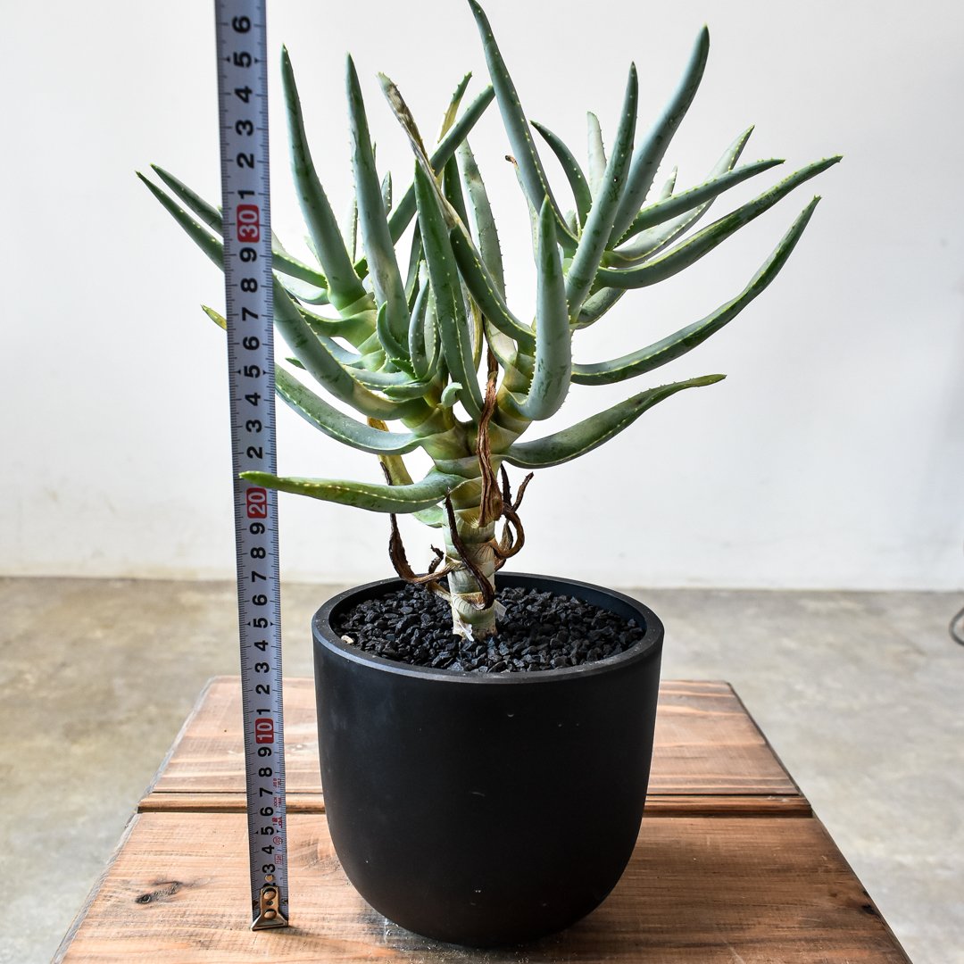 リ*ウ様 アロエ ラモシシマ アロエ ラモシシマ【発根済み】HK2401940(T) | RAFLUM