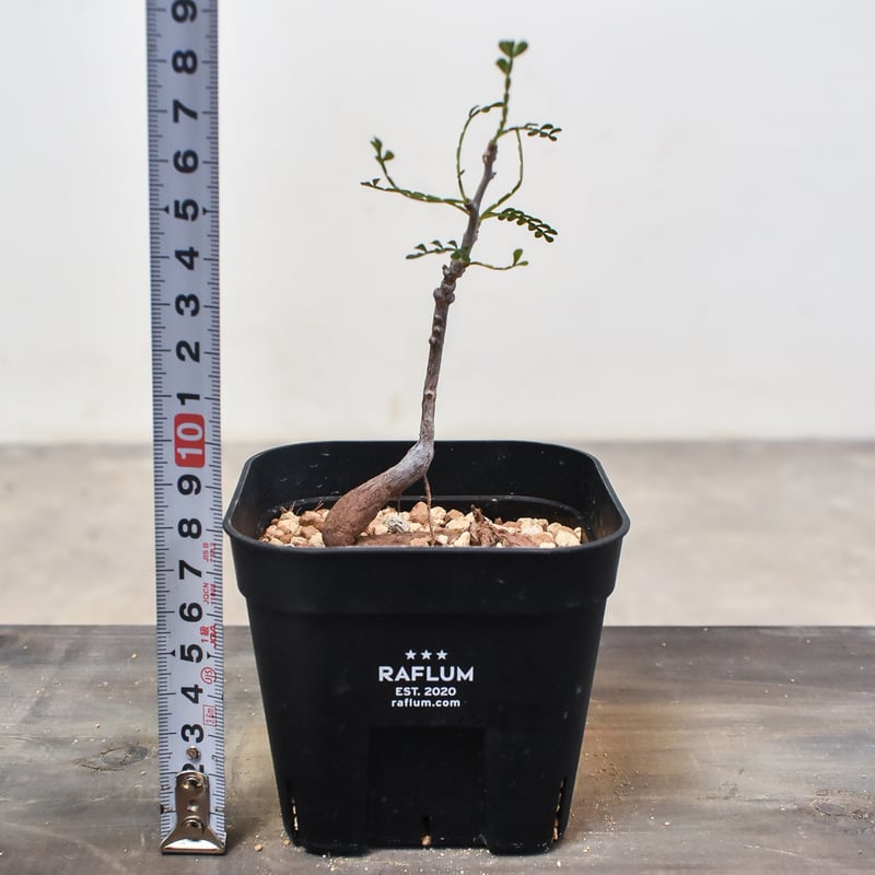 オペルクリカリア ヒファエノイデス （実生株）RF230373 | RAFLUM