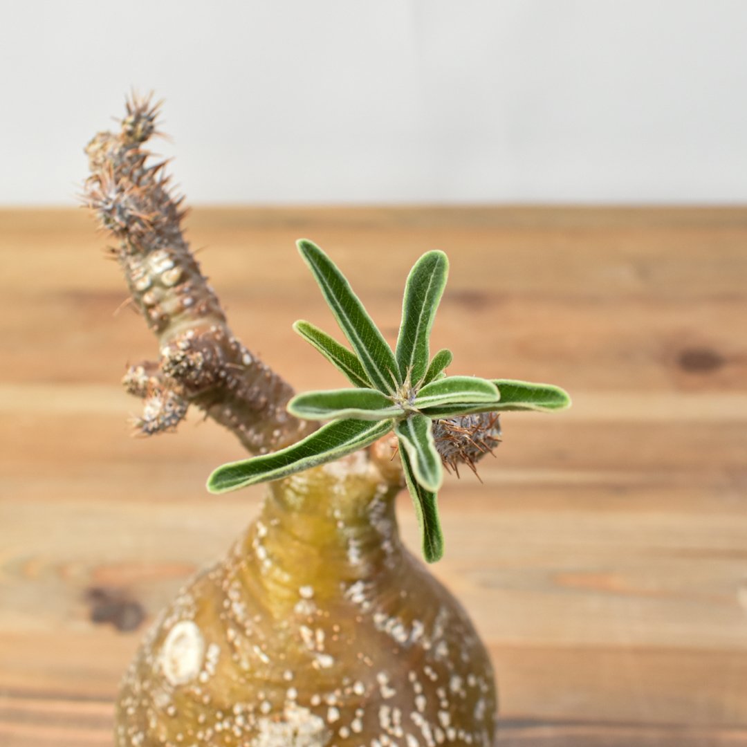 パキポディウム グラキリス 【発根済み】RFKN25010872 | RAFLUM / ラフ