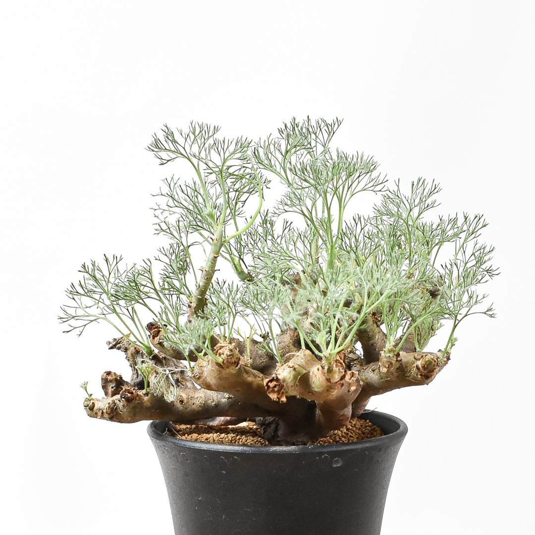 ムルチフィズム 厳選株 発根済み 現地球 ムルチ ムルチフィズム 厳選株 発根済み 現地球 ムルチ