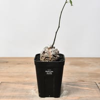 チレコドン レティキュラーツス 