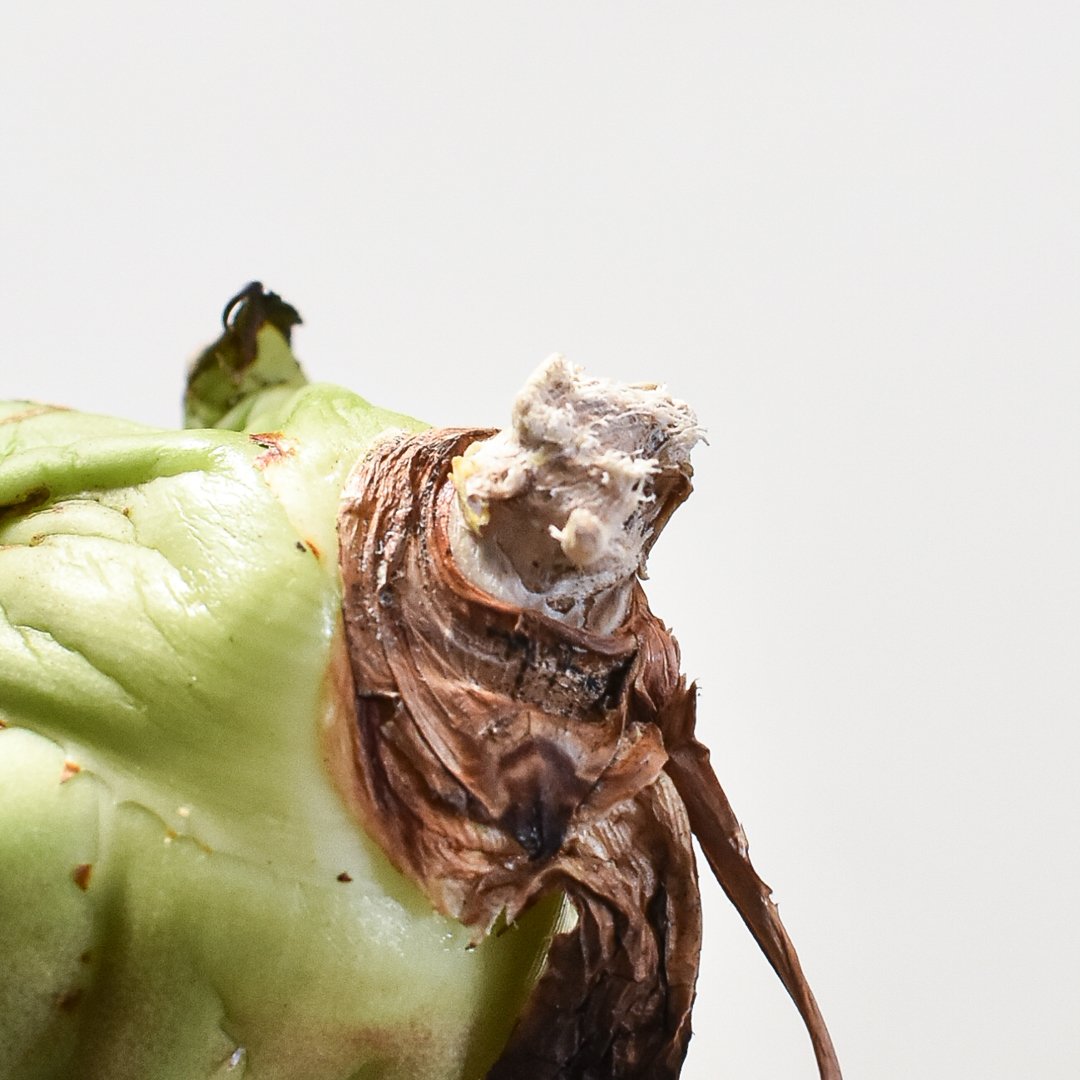 アガベ チタノタ チーター 