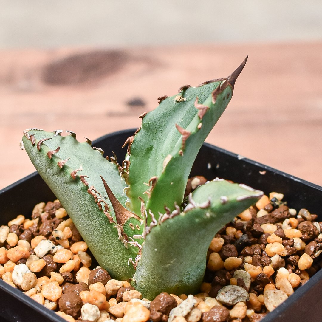 台湾株アガベホワイトホーク