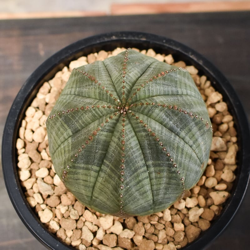 ユーフォルビア オベサ /オールド オベサ （発根済み）RF230394(T