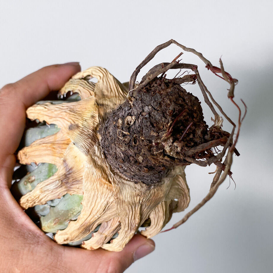 陽炎】アガベ ユタエンシス エボリスピナ （抜き苗販売）RF22906