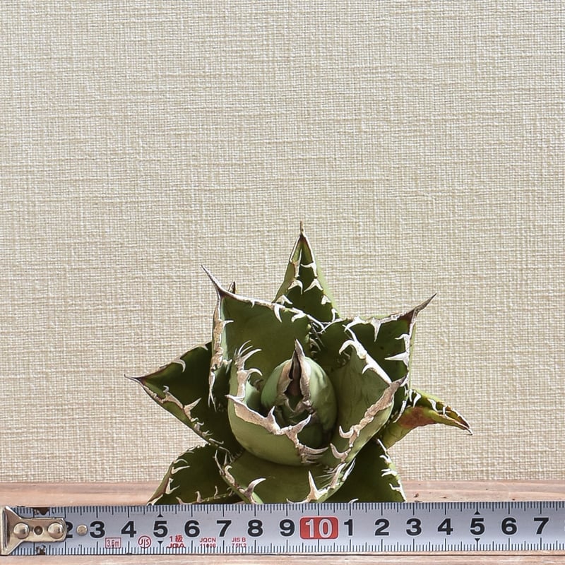 アガベ チタノタ 小島白刺 【台湾 dragon agave産/抜き苗/中株