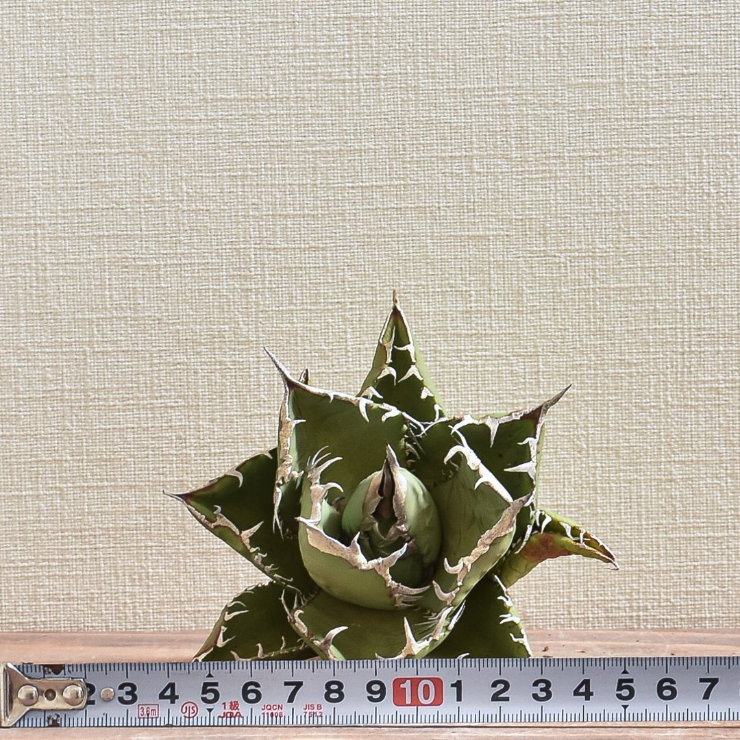 アガベ チタノタ 小島白刺 【台湾 dragon agave産/抜き苗/中株