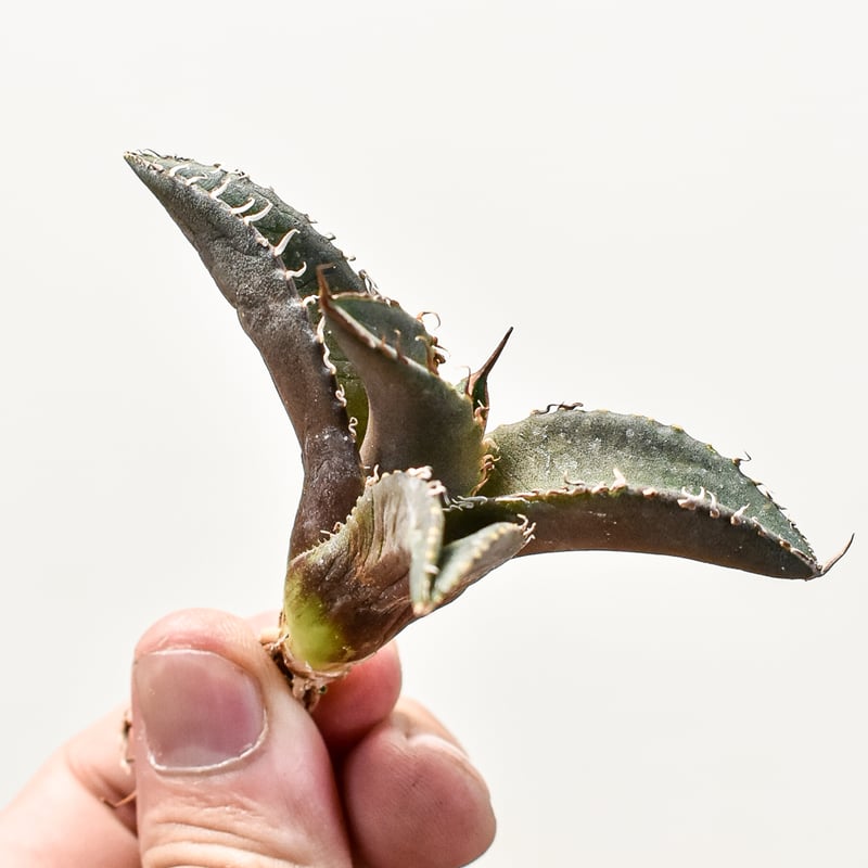 11月6日まで出品！アガベチタノタ 鯊魚剣「シャークソード」OC株 アガベ チタノタ シャークソード 