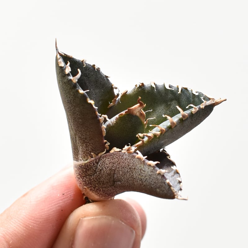 レア品種】アガベ チタノタ 