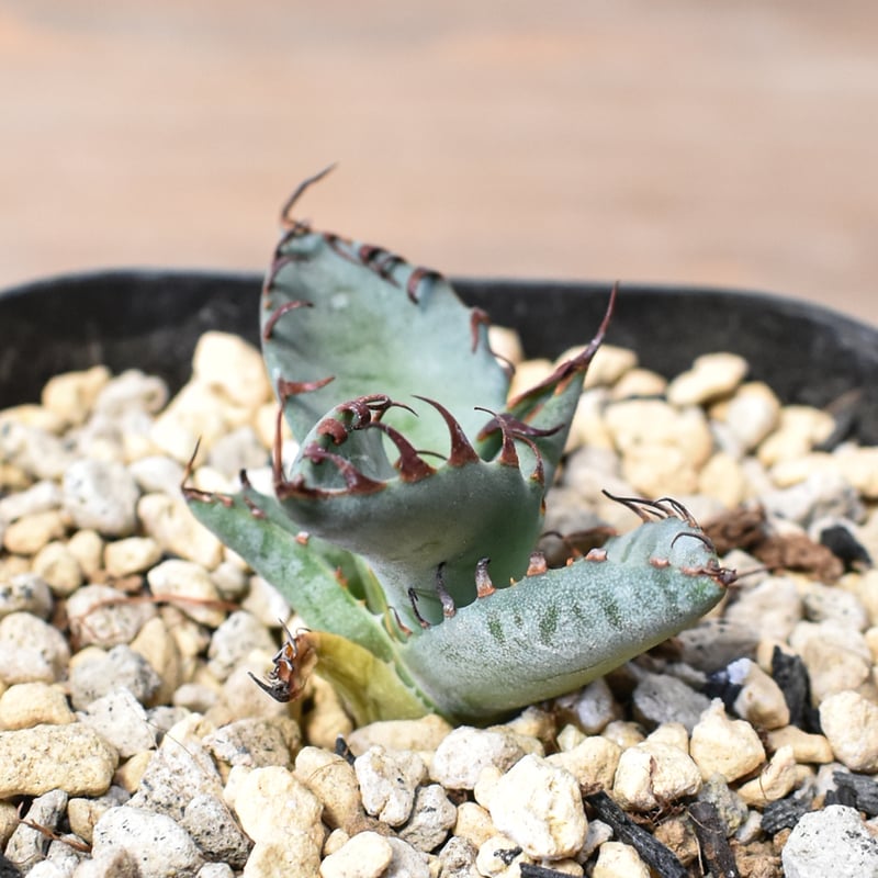 アガベ Dennis hybrid 厳龍(026) × 屈原 Eタイプ 【台湾DENNIS産/