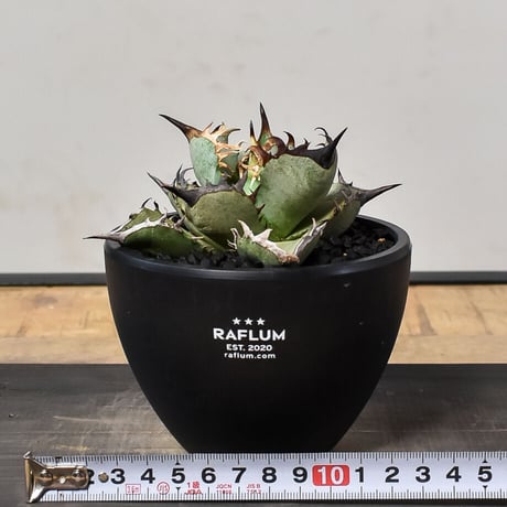 アガベ チタノタ アガベ チタノタ “阿修羅” “阿修羅丸”  (発根済み) RF230046（T）