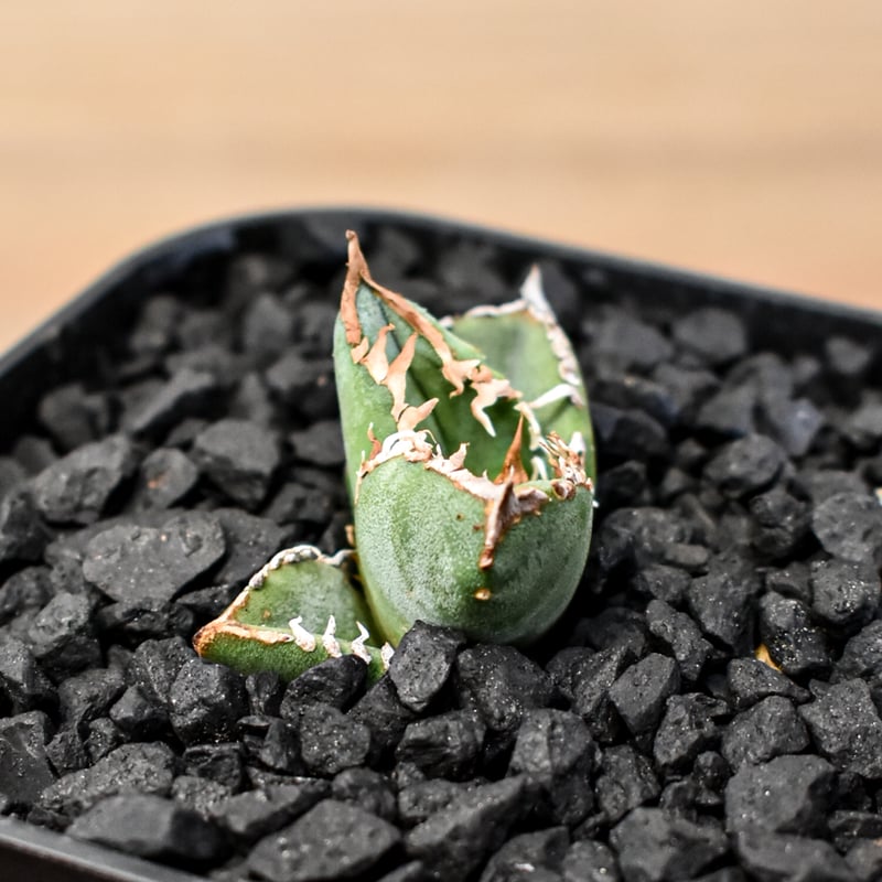 アガベ　チタノタ　shihao産　星空　ぶつぶつ アガベ チタノタ shihao産 星空 ぶつぶつ アガベ チタノタ