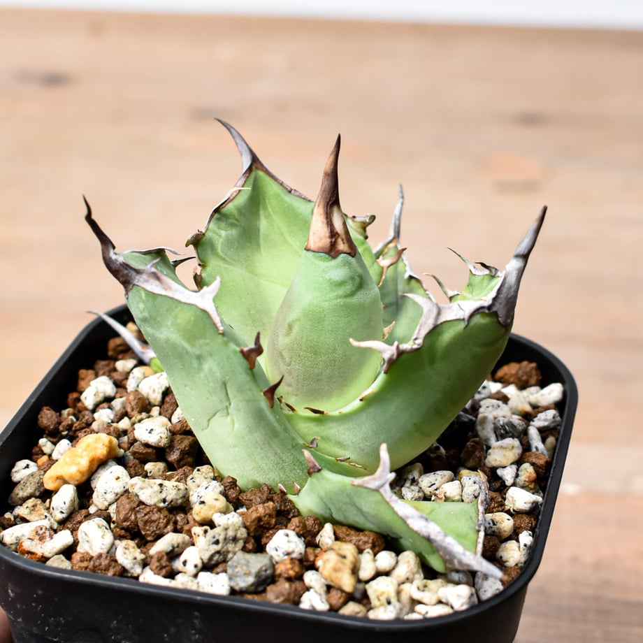 6a2320df818613f75ca16e7c