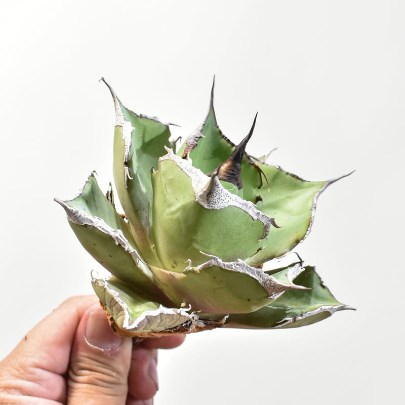 アガベ チタノタ 