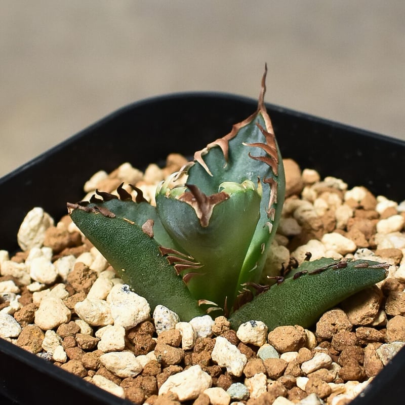 Agave titanota アガベ チタノタ 鳳凰 フェニックス 発根済