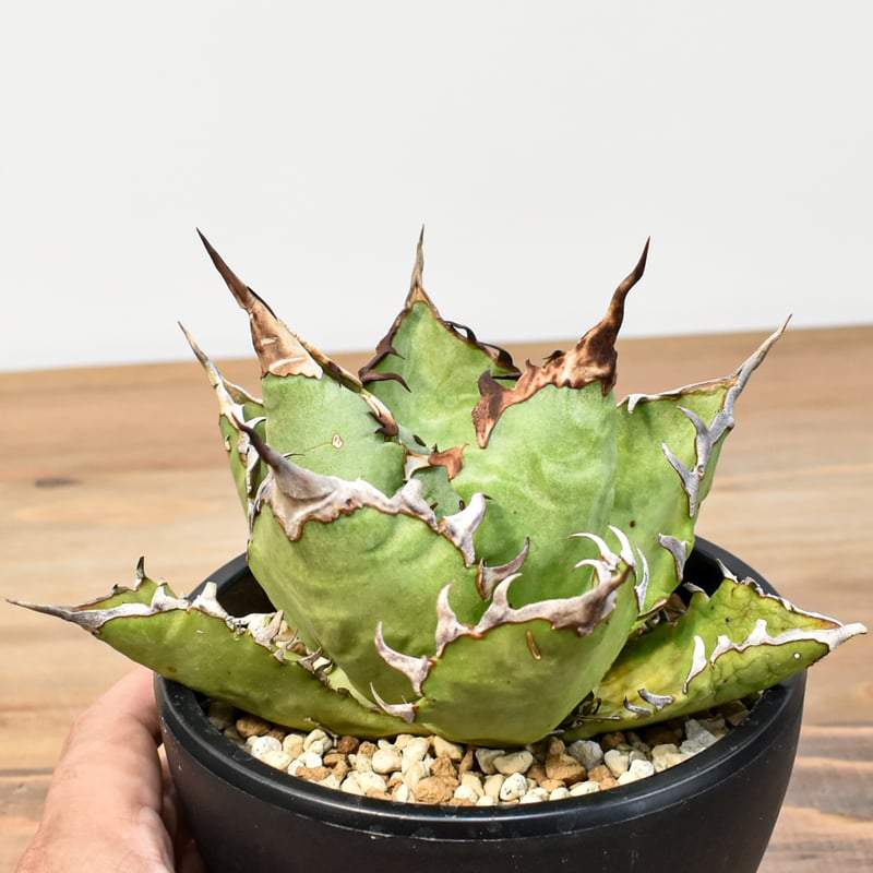 アガベ チタノタ チーター 