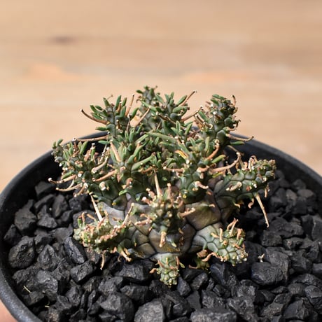 ユーフォルビア | STORES