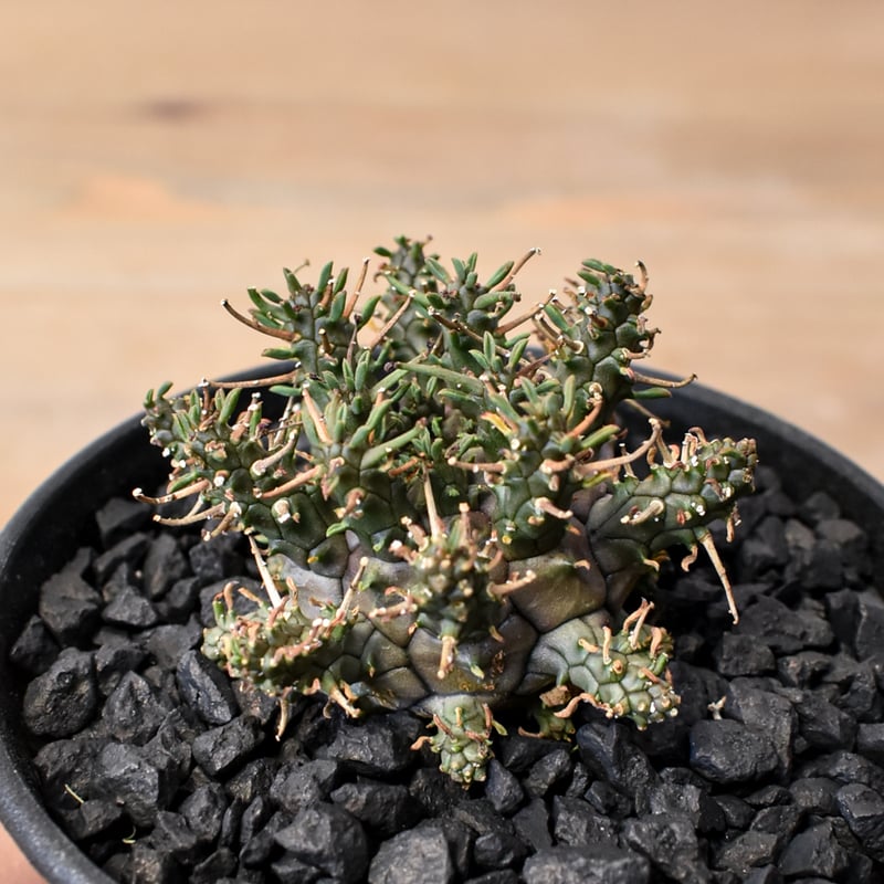 ユーフォルビア デセプタ 【実生】RF25011667 | RAFLUM / ラフラム