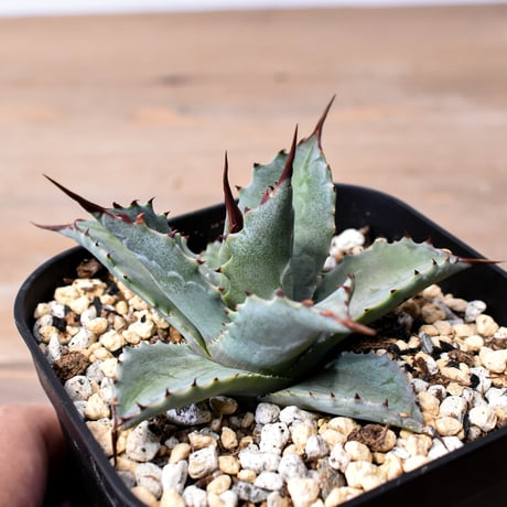 アガベ ハイブリット 曙光 ×（パラサナ、イシスメンシス）【台湾botanical_seeker産】L RF25011583