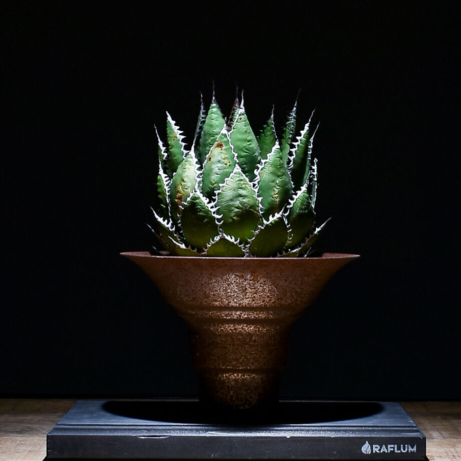 アガベ ホリダ 【中株】（発根済み）RF22792 | RAFLUM / ラフラム