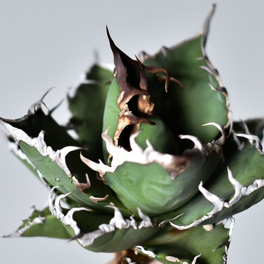 アガベ チタノタ シーザー　抜き苗 fit=scale-down,w=1200