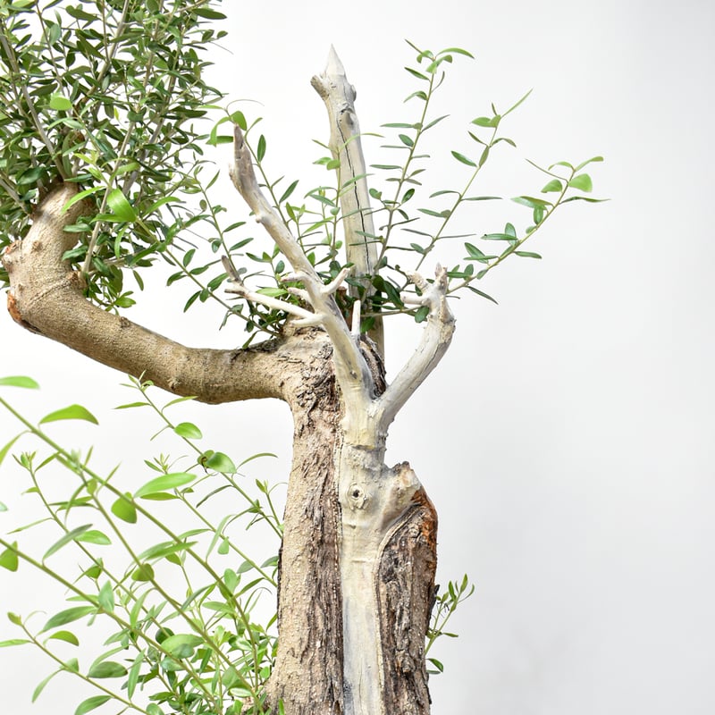 ぷりん　オリーブの木　アメリカン　太幹　植物 ぷりん様専用 オリーブの木 アメリカン 太幹 植物