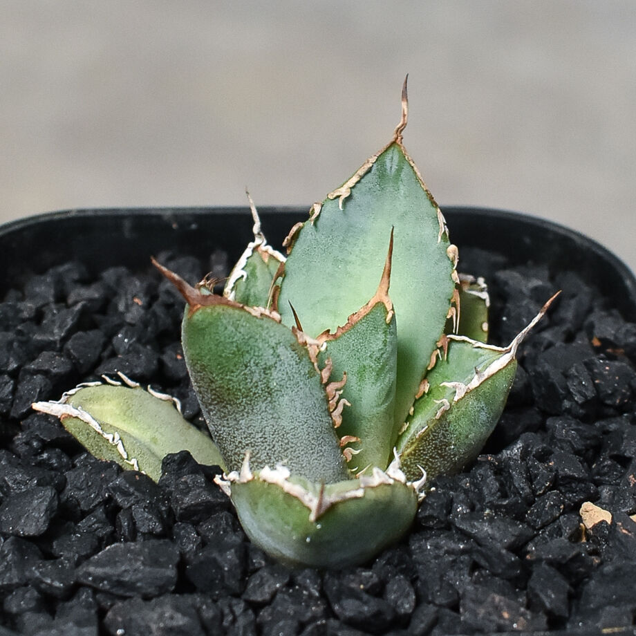 アガベ チタノタ USFO-076 Agave 悪魔 ブツブツ アガベ チタノタ USFO-076 Agave 悪魔 ブツブツ - メルカリ