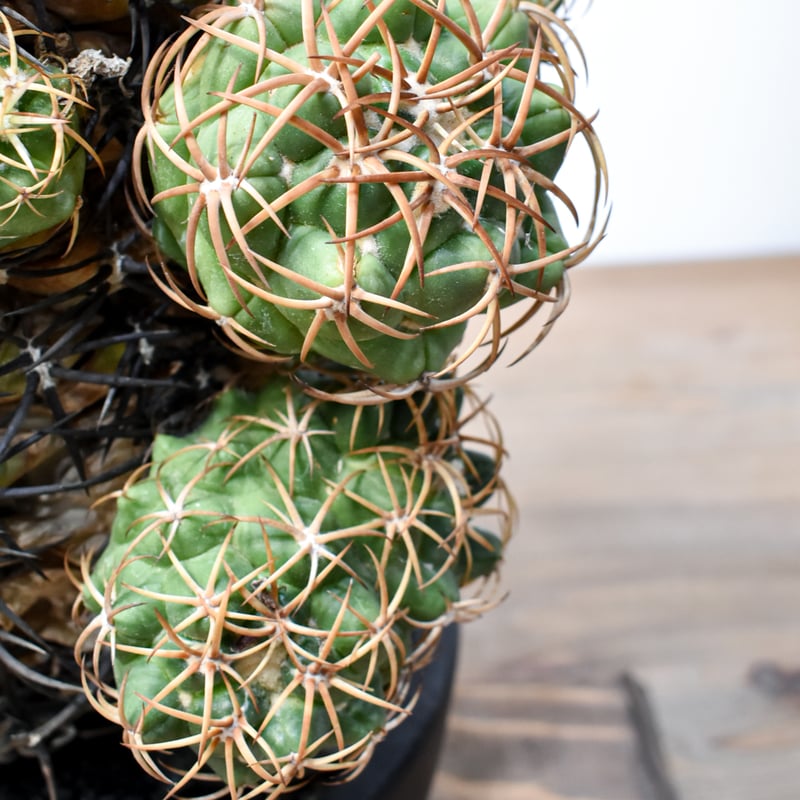 【希少ギムノ】白肌扁平エスペランザエ ギムノカリキウム 太平丸 菊水 帝冠 銀冠 Gymnocalycium asterium f. ギムノカリキウム属 黒刺鳳頭（豪刺
