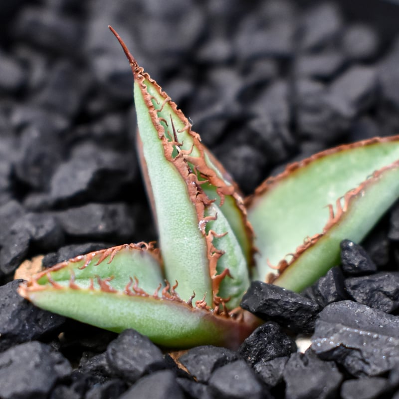 イニシアチブ佐竹 Amazon | カクダイ ネジ口金 16ミリパイプ用 568-025 | キッチン