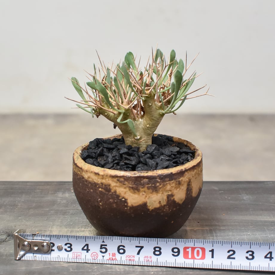 オトンナ ユーフォルビオイデス 