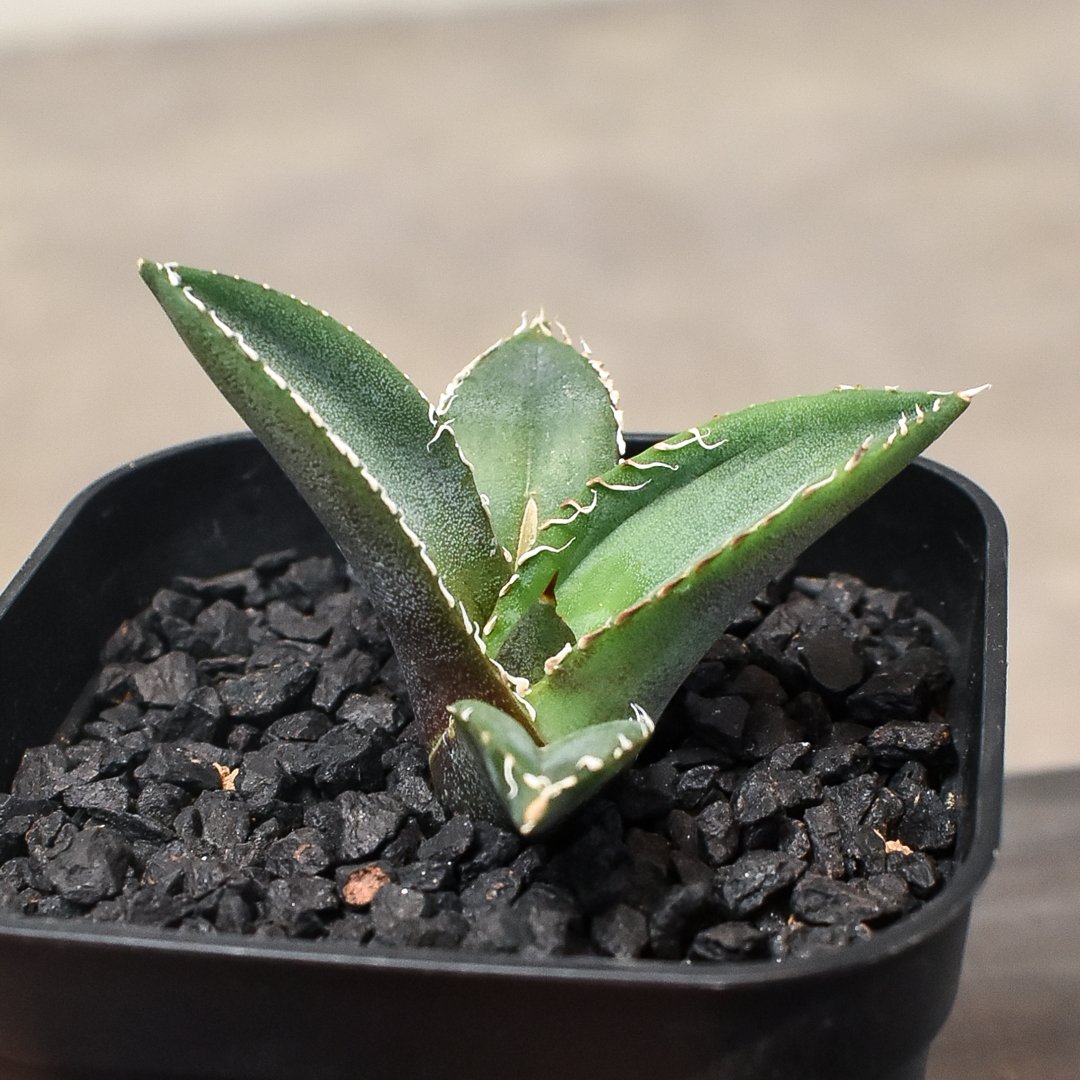 agave titanota diavolo bianco 子株 - 植物/観葉植物