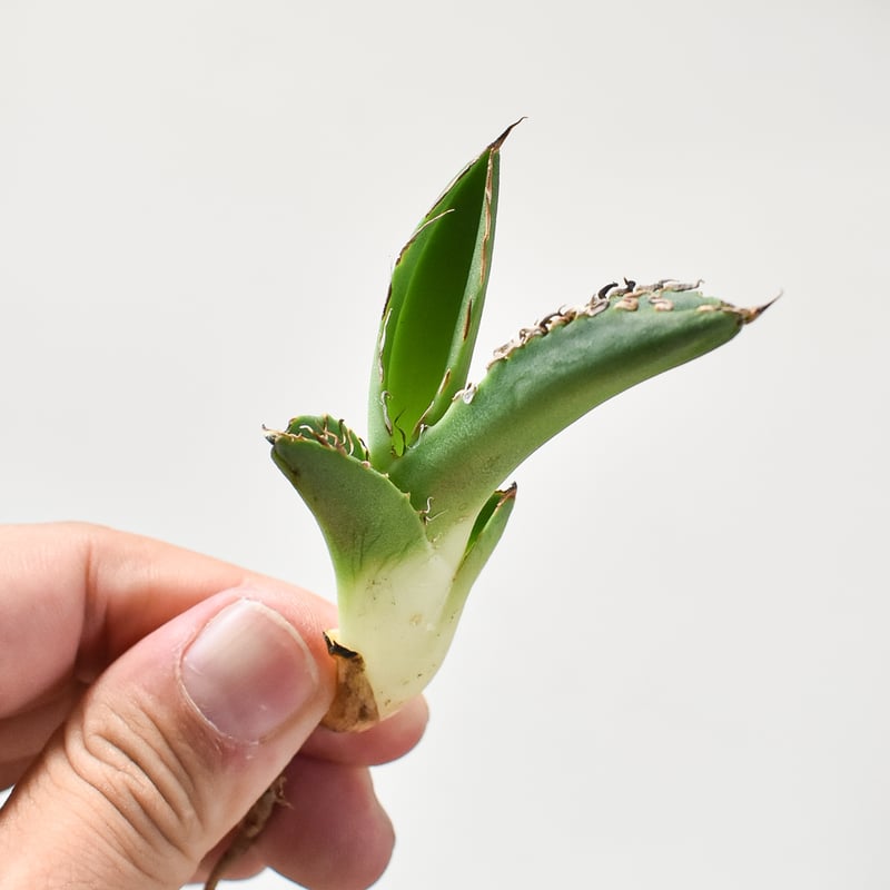 アガベ チタノタ 