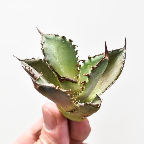 アガベ チタノタ  DENNIS040 "キングアーサー同血統"  【台湾産/抜き苗/子株】B DS2400521