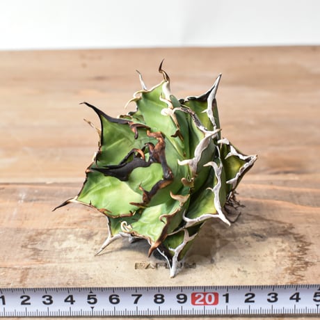 アガベ チタノタ "精品ハデス" / 精品黒帝斯、精品恐竜牙歯 【台湾 dragon agave産/中株/抜き苗】A80