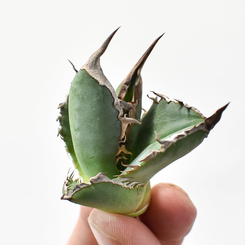 アガベ チタノタ 