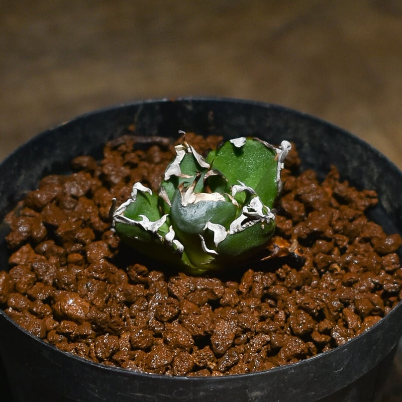 アガベ　チタノタ　鬼爪　発根済み アガベ チタノタ 