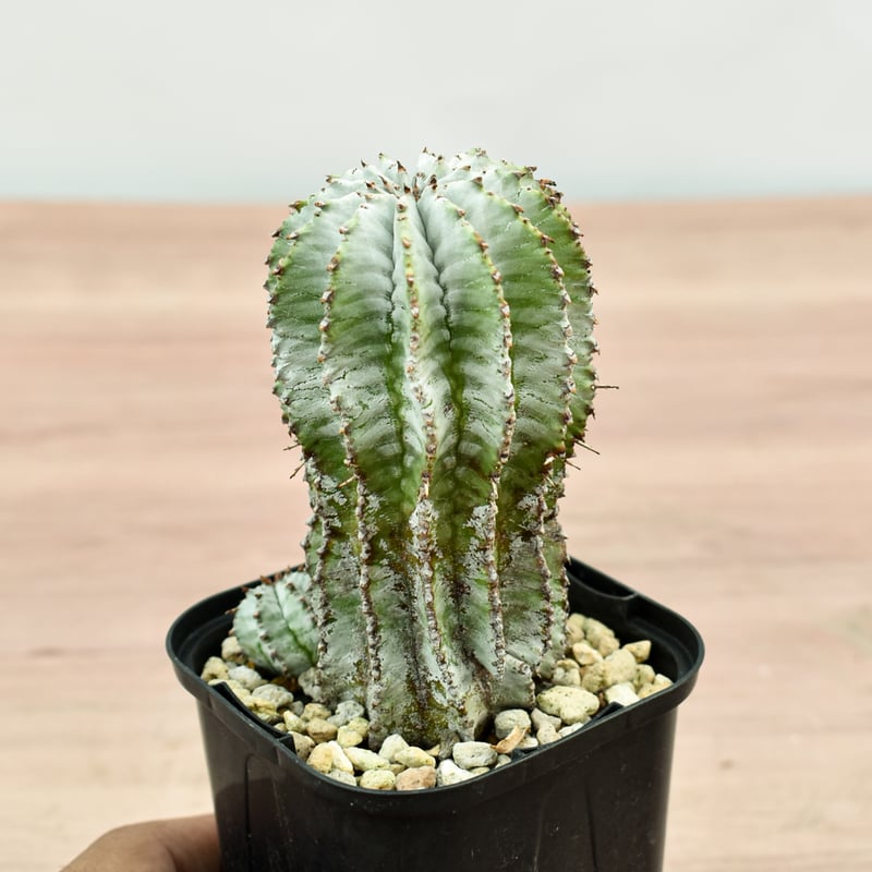 め*る様 ユーフォルビアホリダ 特白肌ホリダ ユーフォルビア ホリダ”白肌