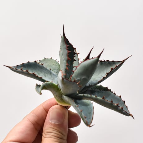 アガベ ハイブリット （パラサナ、イシスメンシス）× 曙光【台湾botanical_seeker産】B RF25011562